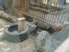 -青藏高原野生动物园