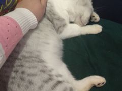 -more than meow吴止猫主题餐厅(承德 中船汇店)