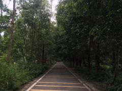 -大屏嶂森林公园