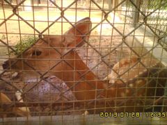 梅花鹿-石家庄市动物园