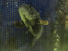 -欢乐海岸美食联盟