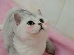 -喵zoo家庭繁育猫舍(尖东智能花园店)
