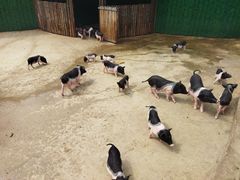 -保定市动物园