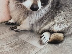 -浣熊柯尔鸭土拨鼠·电玩咖
