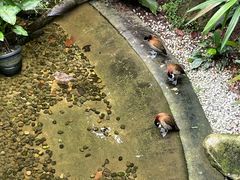 -新加坡飞禽公园