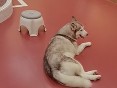 -和它·交个朋友·狗咖猫咖(爱琴海店)