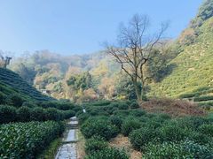 -十八棵（老龙井）御茶园(老龙井店)