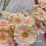 1元秒杀一杯咖啡➕一朵鲜花