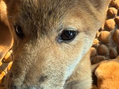 -柴犬高等学院·狗咖·柴犬售卖·宠物训练