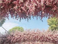 -南汇桃花村