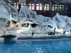 -帝企鹅自助餐厅•儿童岛•真企鹅(长隆企鹅酒店)