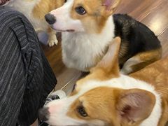 -柯斗斗主题餐厅·狗咖·围炉煮茶·茶饮(国瑞升平里店)