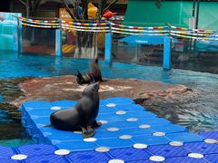 -海合安成都极地海洋公园