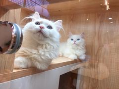 -山宅一喵德文卷毛猫舍