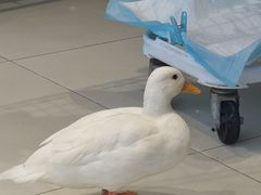 -怪兽屋·羊驼·猫咖·狗咖(俊华广场店)