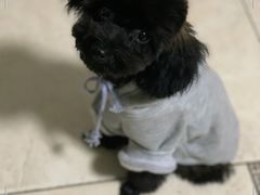 -熊小胖宠物生活馆(天华园店)