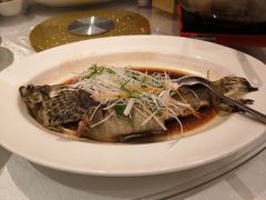 清蒸龙胆-榕树下海鲜馆(坪山路店)