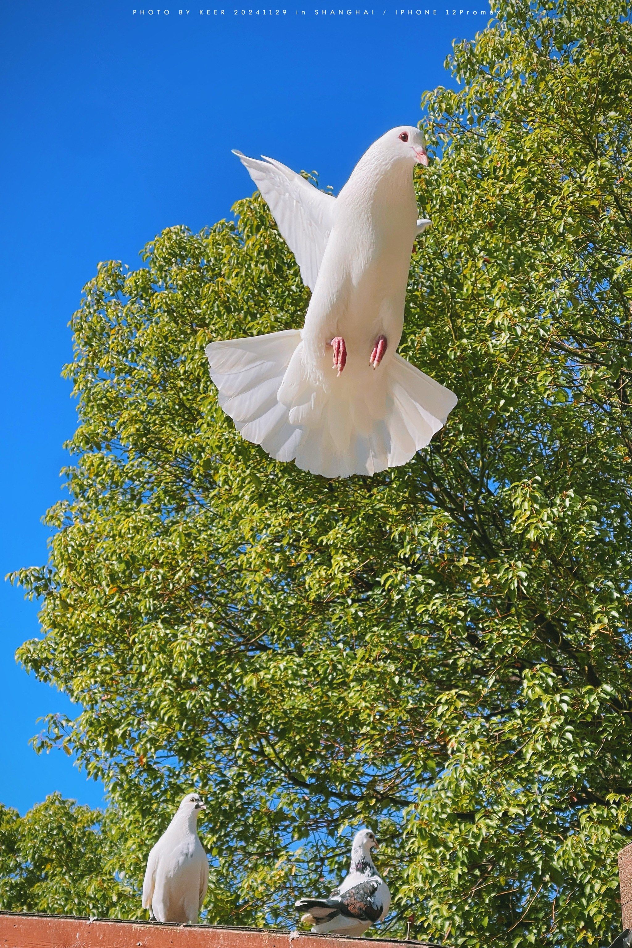 和白鸽一起飞向蓝天