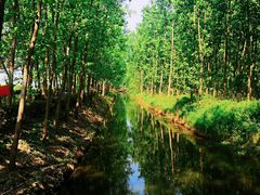 -合肥滨湖国家森林公园