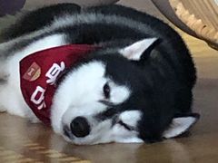 -Husky Go! 哈士奇体验馆·宠物咖啡厅狗咖