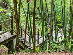 -广州白江湖森林公园