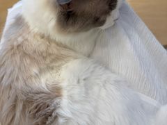 -有喵·猫咖·狗咖·30几只猫10只小狗(岗厦店)
