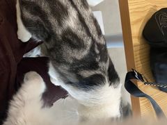 -有喵·猫咖·狗咖·30几只猫10只小狗(岗厦店)