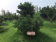 -上海长兴岛郊野公园