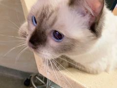 -安安宠医·安宠宠物医院