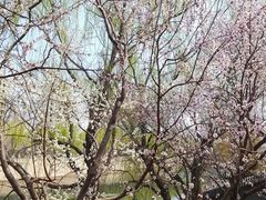-桃花堤公园