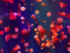 -成都浩海立方海洋公园