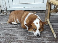 -陶野咖啡·面包披萨