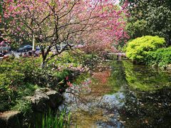 -西湖外事游船(花港观鱼码头)