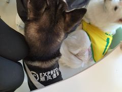 -怪兽屋·羊驼·猫咖·狗咖(俊华广场店)