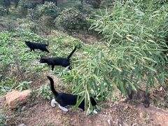 -北京西山国家森林公园