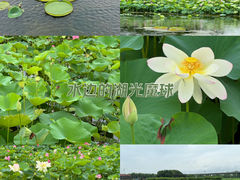 -荷塘月色湿地公园·向阳花洲