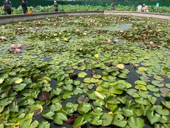 -莲花池公园