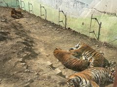 -栾川竹海野生动物园