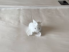 -三亚湾海居雅高铂尔曼度假酒店