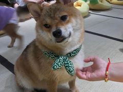 -逗柴咖啡屋·狗咖猫咖宠物桌游