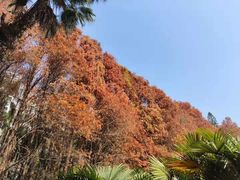 -华南国家植物园-售票处