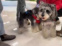 -帕帕拉兹宠物(亚洲旗舰店)