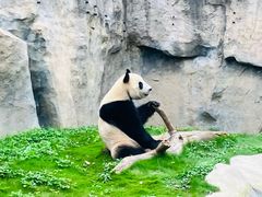 -上海野生动物园