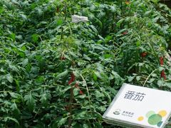 -上海多利农业发展有限公司