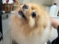 -酷狗靓猫宠物·洗护·美容·寄养(航北路店)
