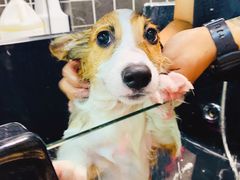 -Goku PET SHOP宠物视觉生活馆(双井店)