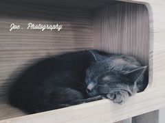 -吉丁鸟咖·异宠·寄养
