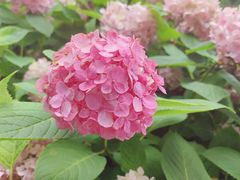 -上海滨江森林公园