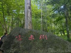 -汤旺河林海奇石景区