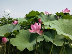 -白洋淀景区